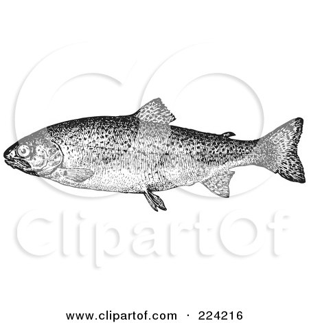 Royalty-Free (RF) Clipart Illustration of a Black And White Trout Fish - 1 by BestVector