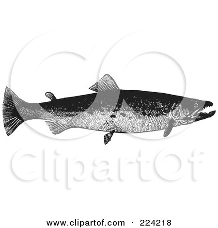 Royalty-Free (RF) Clipart Illustration of a Black And White Trout Fish - 2 by BestVector