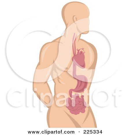 Royalty-Free (RF) Clipart Illustration of a Male Human Heart And Stomach Logo by patrimonio