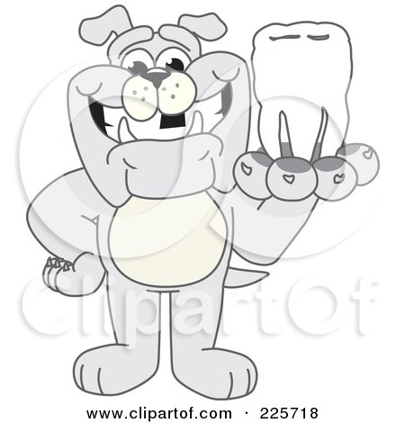 Royalty-Free (RF) Clipart Illustration of a Gray Bulldog Mascot Holding A Tooth by Mascot Junction