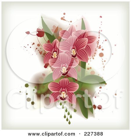Royalty-Free (RF) Clipart Illustration of Pink Striped Orchids With Grungy Splatters, Leaves And Drops by Eugene