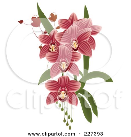 Royalty-Free (RF) Clipart Illustration of Pink Striped Orchids With Leaves And Drops by Eugene