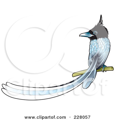 Royalty-Free (RF) Clipart Illustration of a Paradise Fly Catcher Bird Perched by Lal Perera