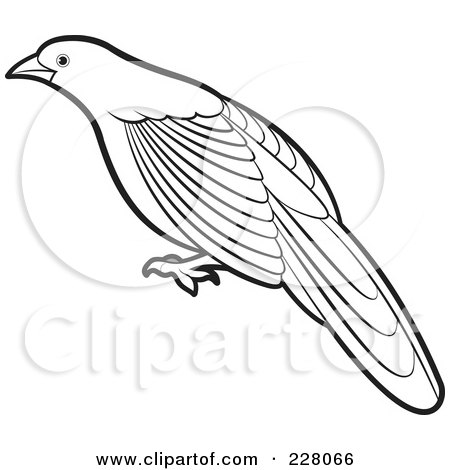 Royalty-Free (RF) Clipart Illustration of a Coloring Page Outline Of A Green Billed Coucal Bird by Lal Perera
