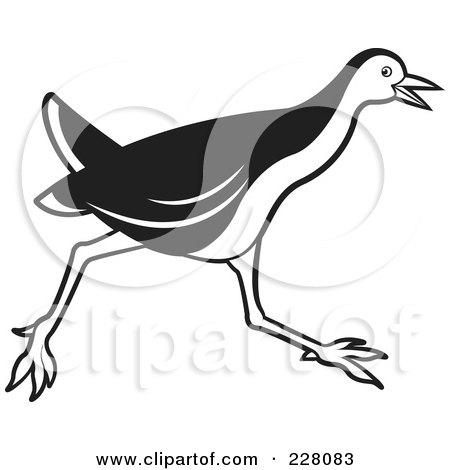 Royalty-Free (RF) Clipart Illustration of a Black And White Water Hen - 7 by Lal Perera