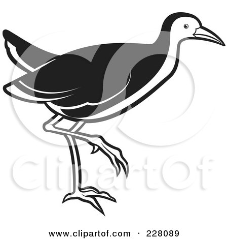 Royalty-Free (RF) Clipart Illustration of a Black And White Water Hen - 1 by Lal Perera