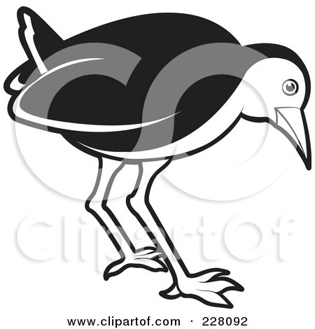 Royalty-Free (RF) Clipart Illustration of a Black And White Water Hen - 8 by Lal Perera