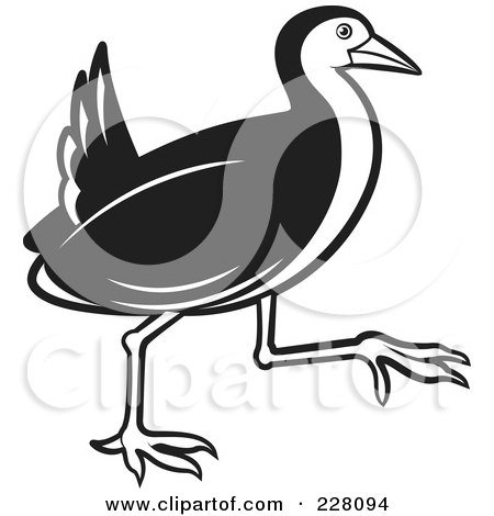 Royalty-Free (RF) Clipart Illustration of a Black And White Water Hen - 3 by Lal Perera