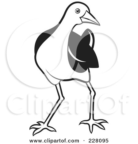 Royalty-Free (RF) Clipart Illustration of a Black And White Water Hen - 5 by Lal Perera