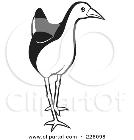 Royalty-Free (RF) Clipart Illustration of a Black And White Water Hen - 4 by Lal Perera