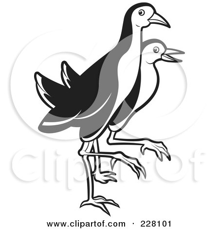 Royalty-Free (RF) Clipart Illustration of a Black And White Water Hens by Lal Perera