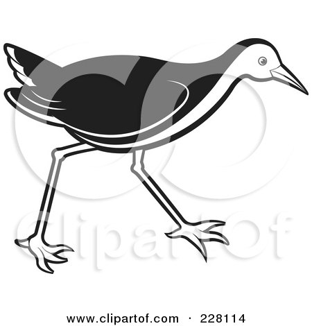 Royalty-Free (RF) Clipart Illustration of a Black And White Water Hen - 2 by Lal Perera