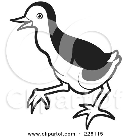 Royalty-Free (RF) Clipart Illustration of a Black And White Baby Water Hen - 1 by Lal Perera