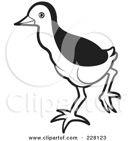 Royalty-Free (RF) Clipart Illustration of a Black And White Baby Water Hen - 2 by Lal Perera
