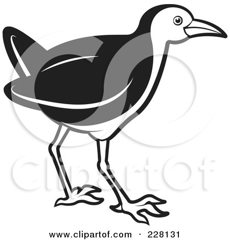 Royalty-Free (RF) Clipart Illustration of a Black And White Water Hen - 6 by Lal Perera