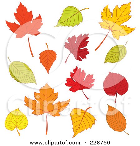 Royalty-Free (RF) Clipart Illustration of a Digital Collage Of Different Autumn Leaves by Pushkin