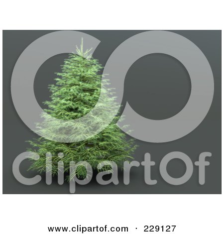 Royalty-Free (RF) Clipart Illustration of a Healthy Evergreen Christmas Tree On A Gray Background by chrisroll
