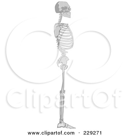 Royalty-Free (RF) Clipart Illustration of a Profile Of A Standing Human Skeleton by patrimonio