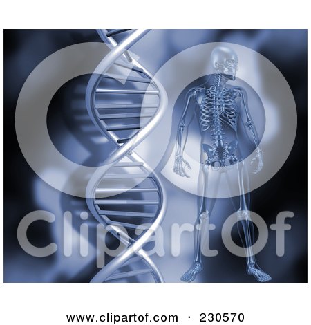 Royalty-Free (RF) Clipart Illustration of a Male Skeleton By A DNA Strand by KJ Pargeter