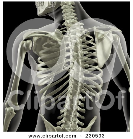 Royalty-Free (RF) Clipart Illustration of a Male Skeletal Torso On Black by KJ Pargeter