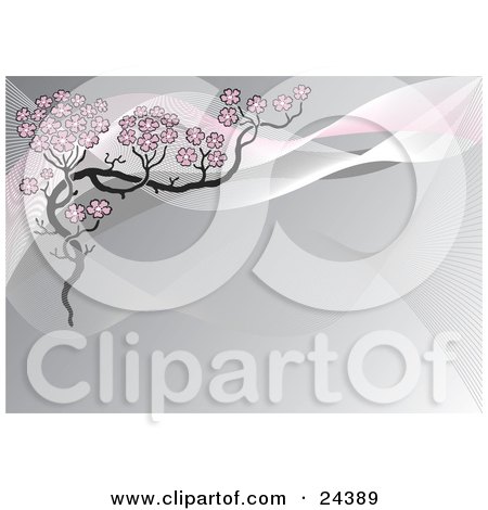 Pink Sakura Cherry Blossom Flowers On A Branch Over A Gray And Pink Twisting Background Posters, Art Prints