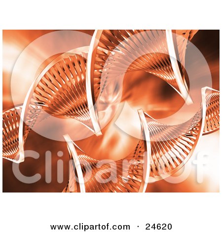 Clipart Illustration of Two Double Helix DNA Strands Twisting Over An Orange Background by KJ Pargeter