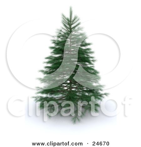 Clipart Illustration of a Realistic Green 3d Pine Tree With Delicate Branches, Over White by KJ Pargeter