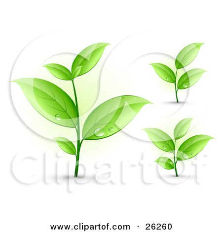 Clipart Illustration of Three Sprouting Plants With Dew Drops On The Green Leaves, On A White Background by beboy