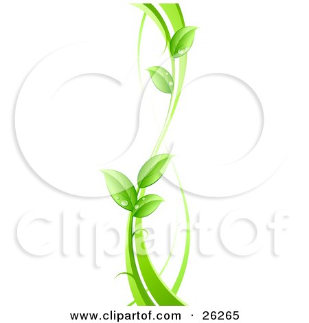 Clipart Illustration of a Curvy Green Vine With Dew Drops On The Leaves, On A White Background by beboy