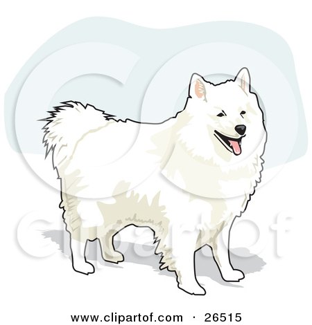 Clipart Illustration of a Fluffy And Friendly White American Eskimo Dog Standing by David Rey