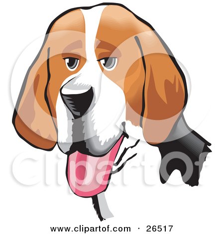 Clipart Illustration of a Friendly Brown, White And Black American Foxhound Dog Hanging Its Tongue Out by David Rey
