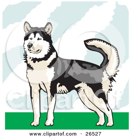 Clipart Illustration of an Alaskan Malamute Dog Holding His Tail Up And Standing On Grass by David Rey
