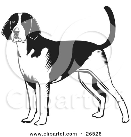 Clipart Illustration of an Alert American Foxhound Dog Standing, Black And White by David Rey