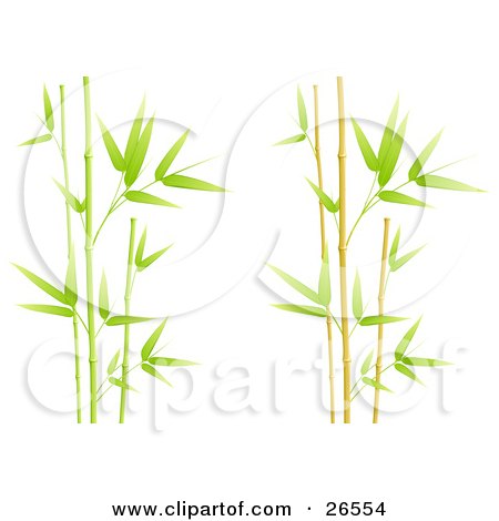 Clipart Illustration of Stalks Of Green Bamboo Spurting Over A White Background by beboy