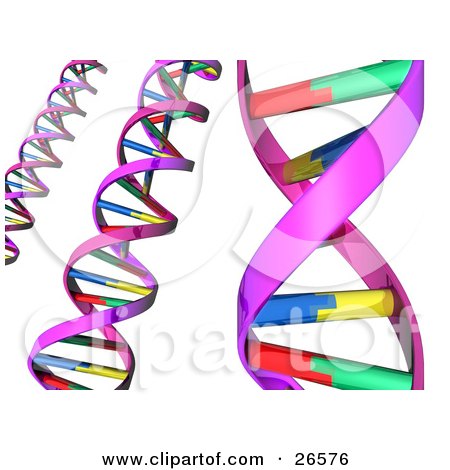 Clipart Illustration of Three Strands Of Colorful Dna Double Helixes Over White by AtStockIllustration