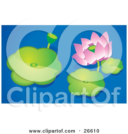 Clipart Illustration of a Pink Lotus Flower And Bud Floating With Lilypads On A Blue Pond by NoahsKnight