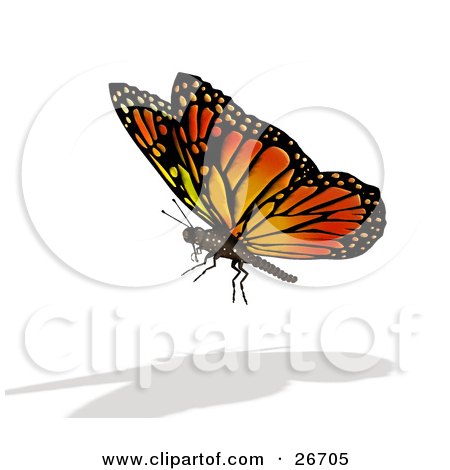 Clipart Illustration of a Beautiful Orange, Black And Yellow Monarch Butterfly And Shadow, Over A White Background by KJ Pargeter