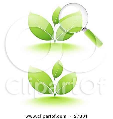 Clipart Illustration of a Magnifying Glass Inspecting The Leaves Of A Green Sprouting Plant, Also Includes Just The Plant, On A White Background by beboy