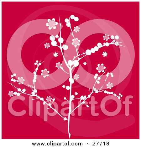Clipart Illustration of a White Branch With Blossom Flowers Over A Red Background With A Pink Swirl by KJ Pargeter
