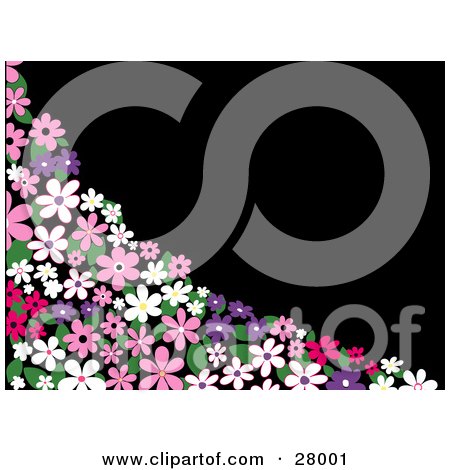 Clipart Illustration of a Corner Of Pink, Purple And White Daisy Flowers With Green Leaves Over A Black Background by KJ Pargeter