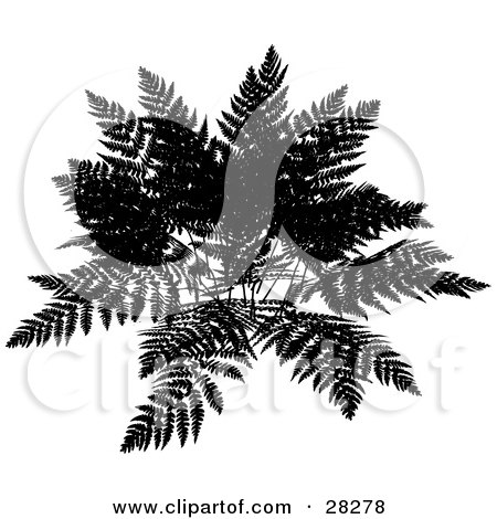 Clipart Illustration of a Black Silhouetted Fern Over A White Background by KJ Pargeter