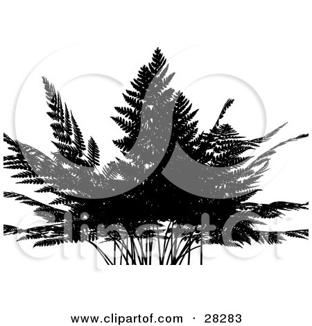 Clipart Illustration of a Silhouetted Fern Plant Over A White Background by KJ Pargeter