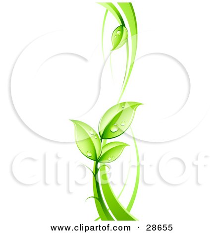 Clipart Illustration of a Lush Green Vine With Dew Drops On The Leaves by beboy