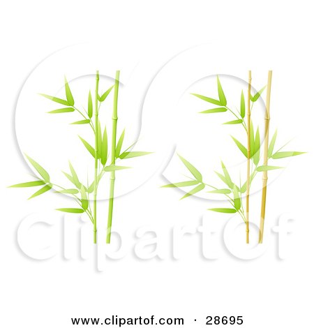 Clipart Illustration of Stalks Of Lush Green And Yellow Bamboo Plants by beboy