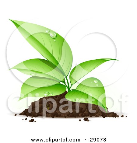 Clipart Illustration of an Organic Seedling Plant With Dew On Its Green Leaves, Growing From A Pile Of Dirt by beboy