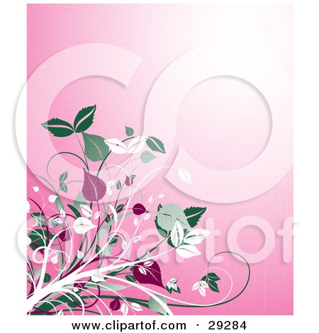 Clipart Illustration of White, Green And Red Leafy Vines Growing Over A Pink Background With A Bright Burst Of Light by KJ Pargeter