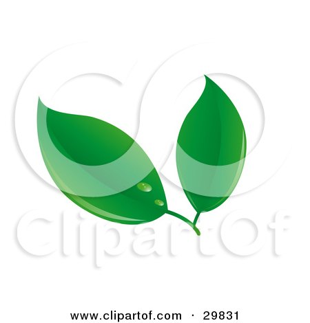 Clipart Illustration of a Pair Of Spring Green Leaves With Dew Drops by Melisende Vector