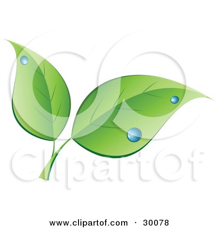 Clipart Illustration of Two Green Leaves With Blue Dew Drops by KJ Pargeter