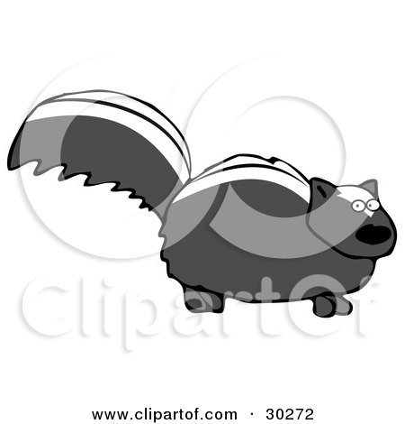 Clipart Illustration of a Nervous Black Skunk With White Stripes On Its Back, Standing Still And Looking At The Viewer by djart