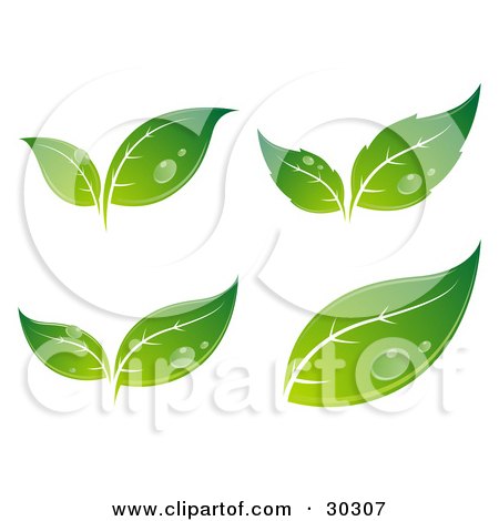 Clipart Illustration of a Set Of Four Different Sprouting Green Leaves With Drops Of Dew. License The Vector For Optimal Results by beboy